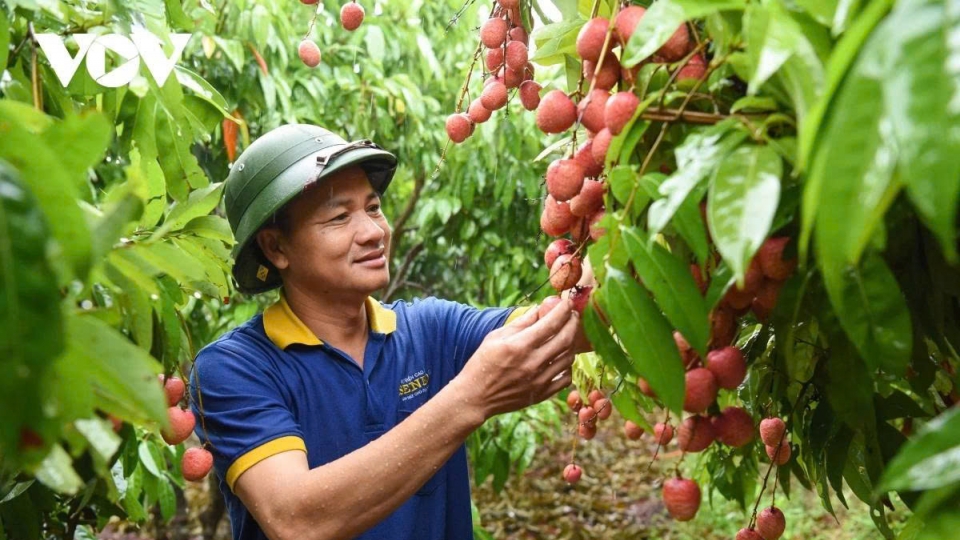 Vietnam ranks second in global lychee production